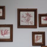 True alguier in walnut frame France 1960