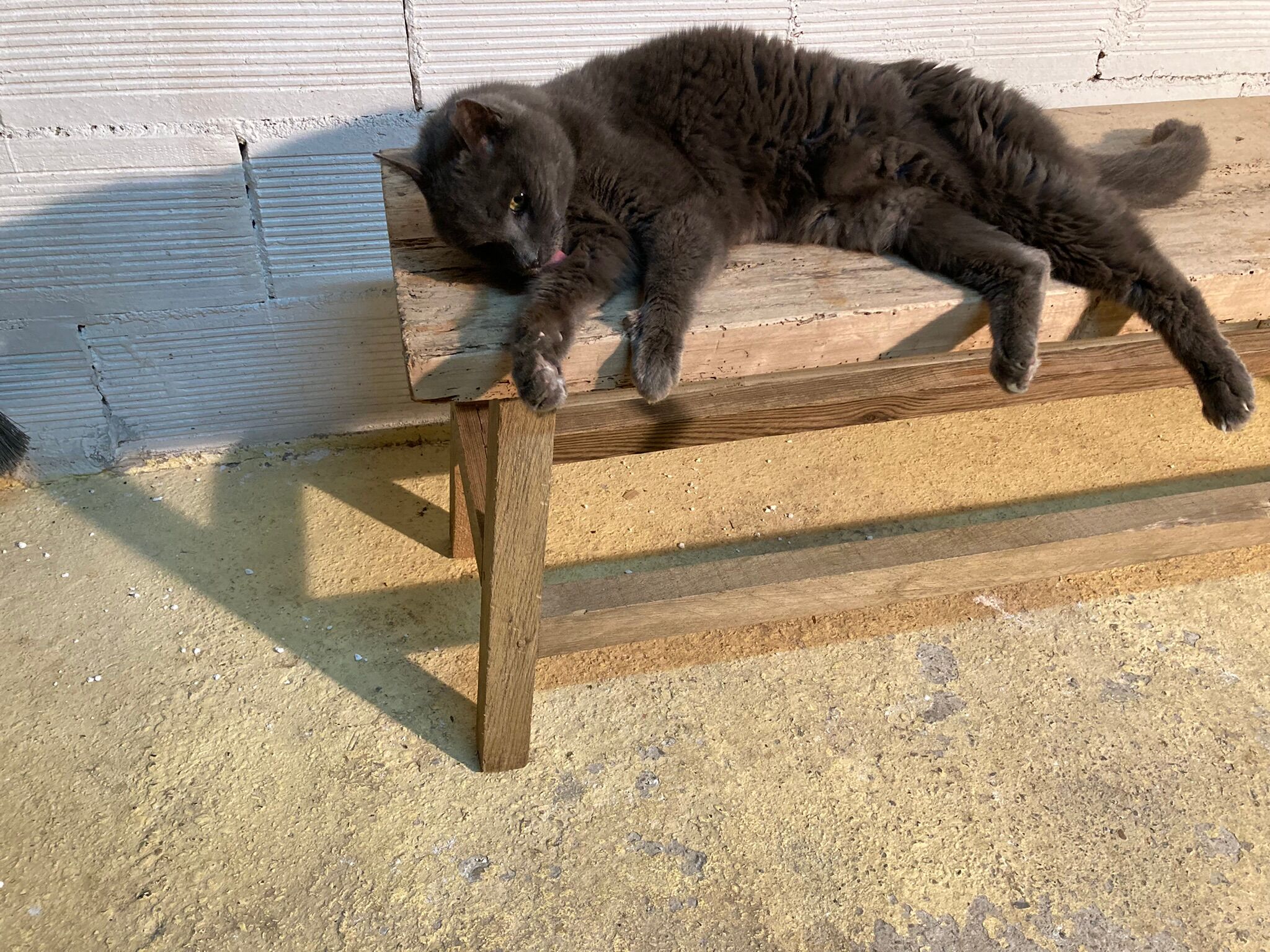 Banc ancien en bois brut