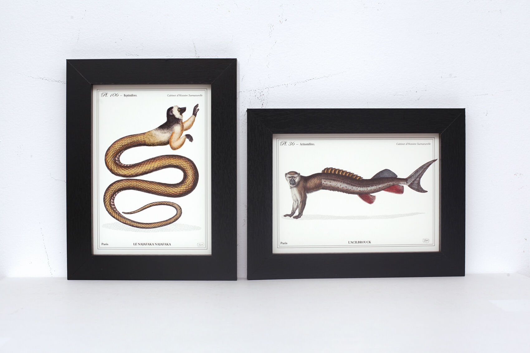 Set of 2 framed chimera lithograph animal engraving