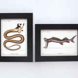 Set of 2 framed chimera lithograph animal engraving