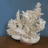 Natural white coral