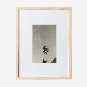 Palm - Collage