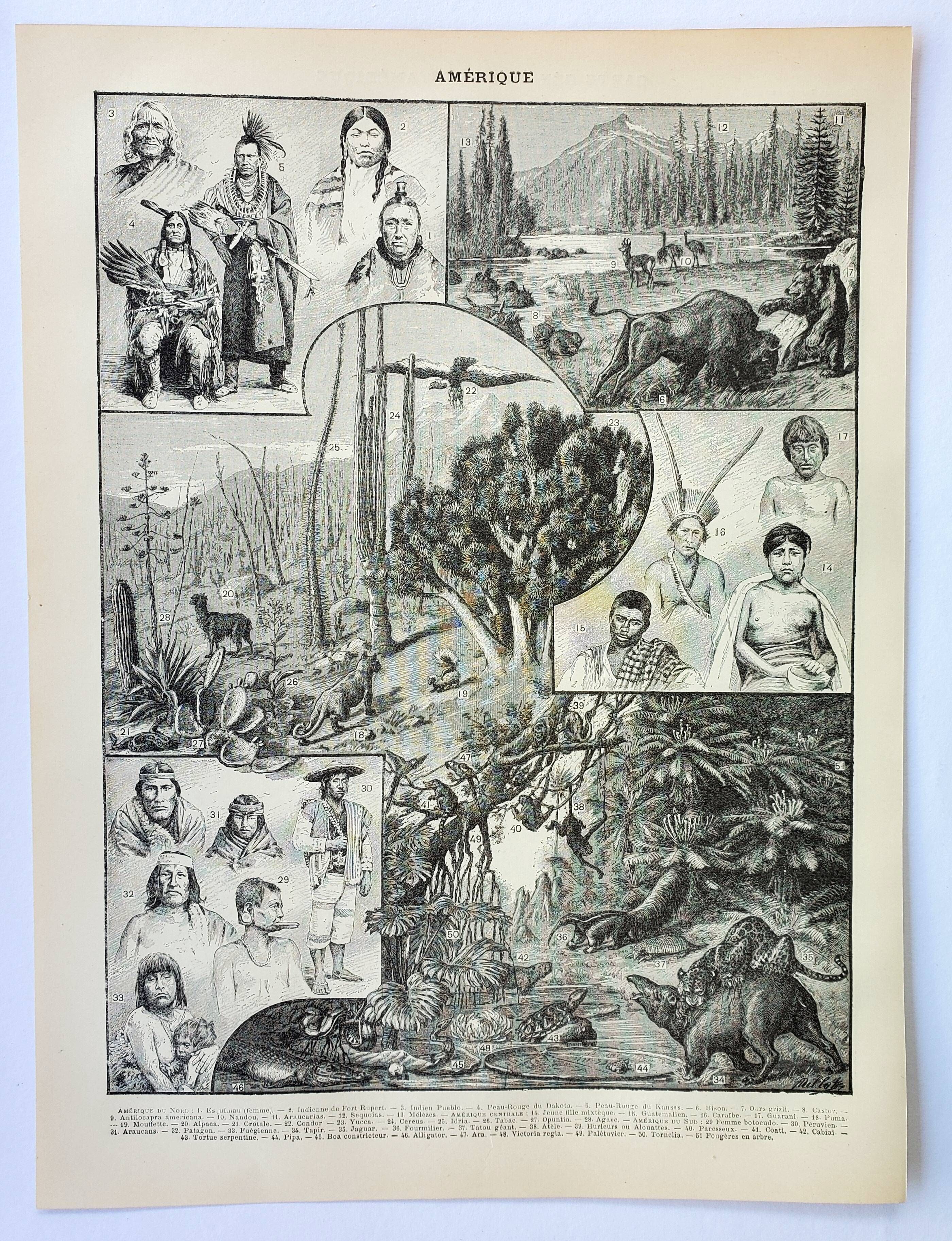 Old engraving 1898, America, tribe, fauna and flora • Original and vintage lithograph