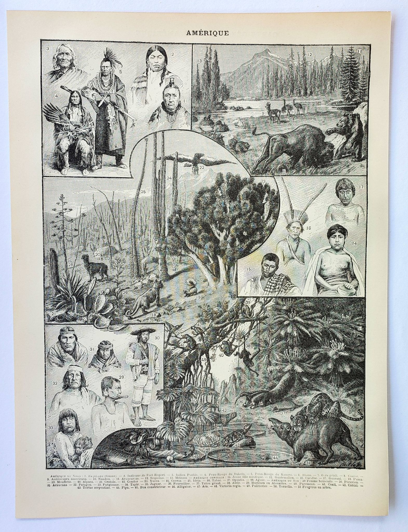 Old engraving 1898, America, tribe, fauna and flora • Original and vintage lithograph