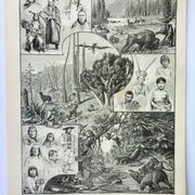 Old engraving 1898, America, tribe, fauna and flora • Original and vintage lithograph