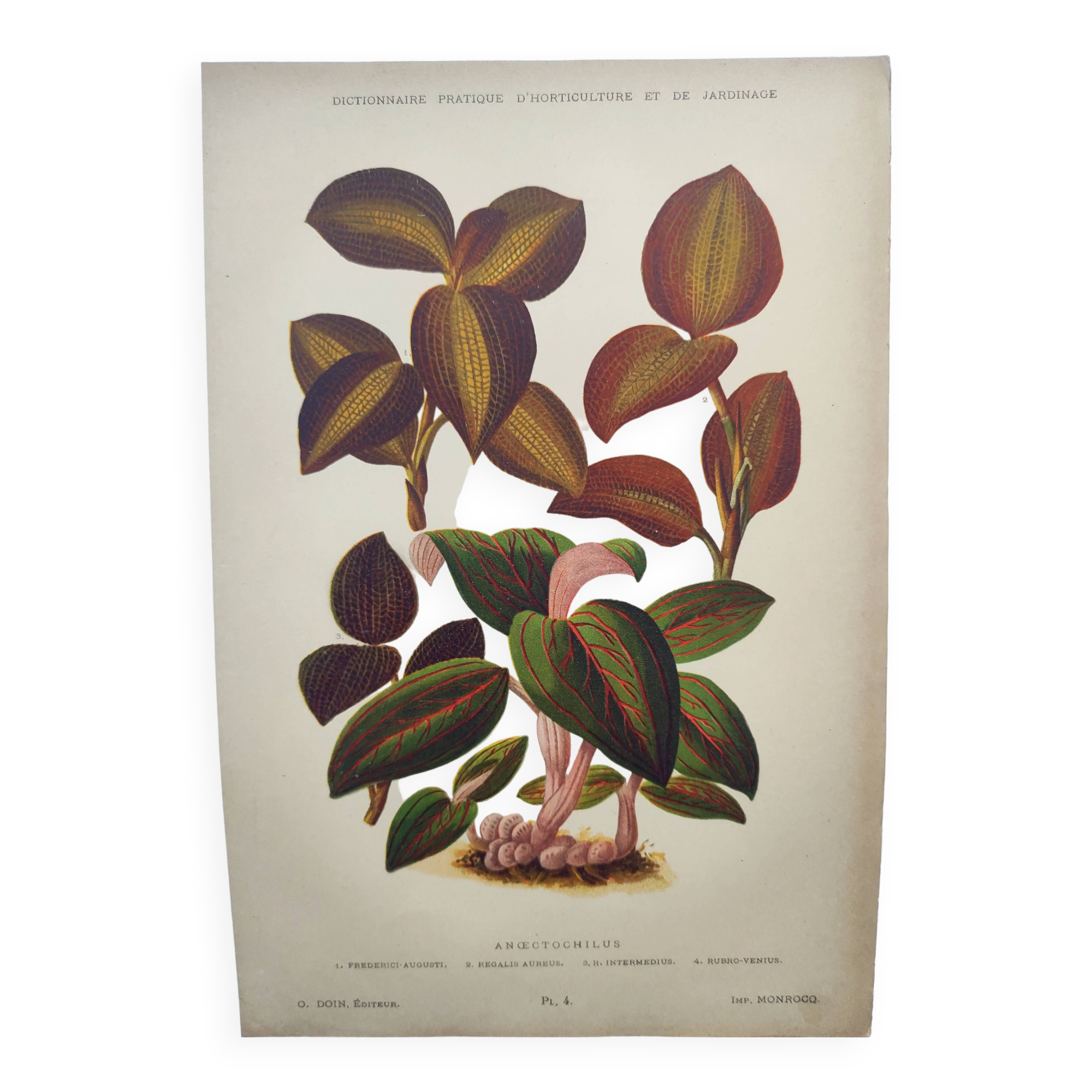 Botanical engraving from 1897 - Anoectochile - Original plate. Ancient nature lithograph of flower