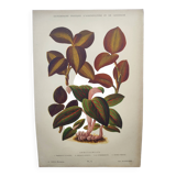 Botanical engraving from 1897 - Anoectochile - Original plate. Ancient nature lithograph of flower