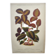 Botanical engraving from 1897 - Anoectochile - Original plate. Ancient nature lithograph of flower
