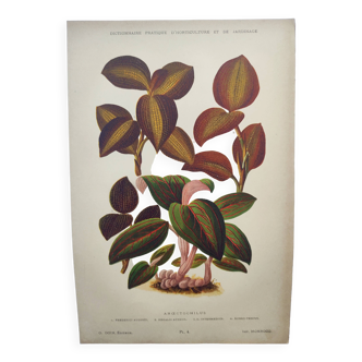 Botanical engraving from 1897 - Anoectochile - Original plate. Ancient nature lithograph of flower