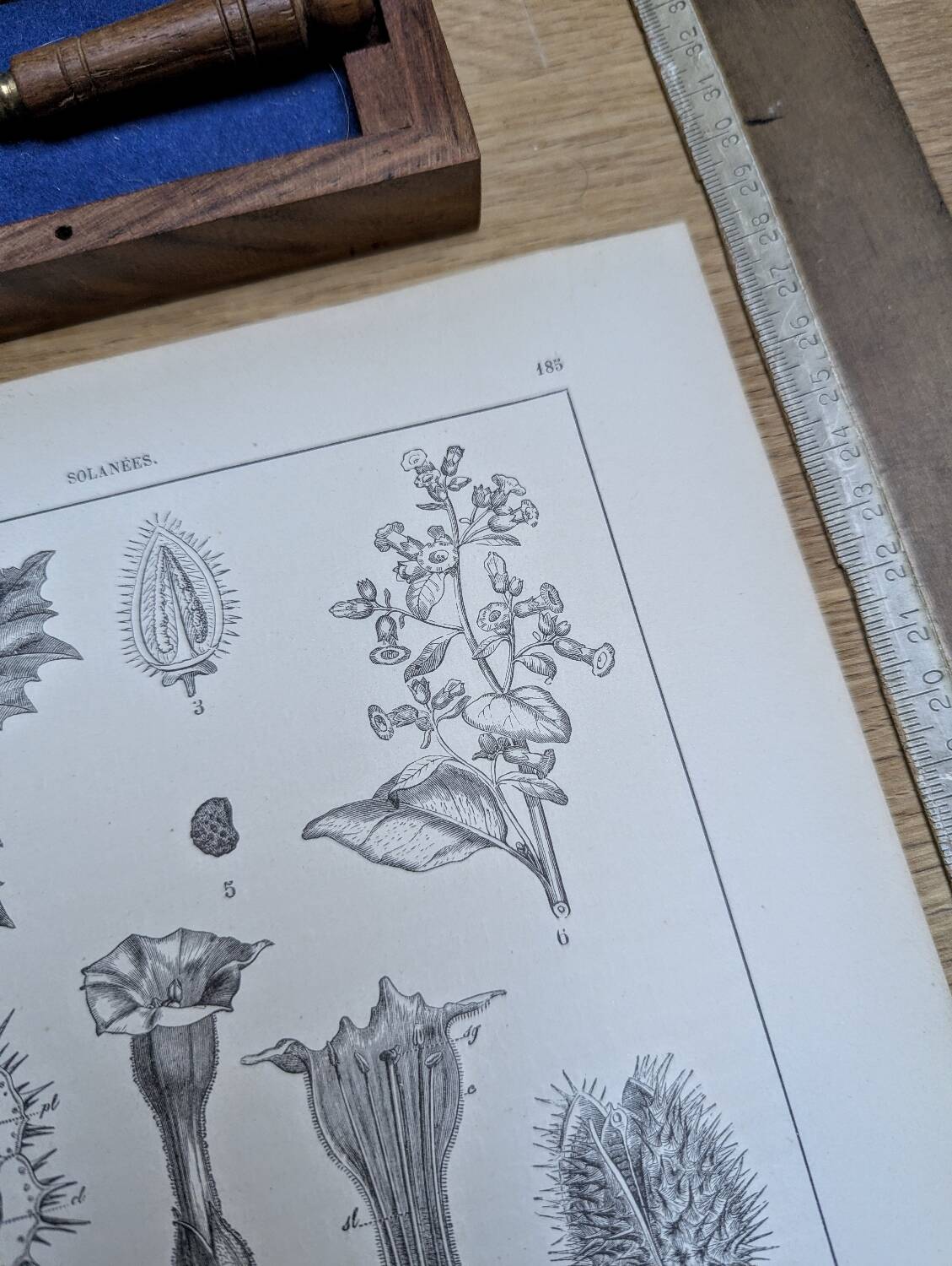 Printed in 1889, the nightshades (Solanaceae). Old botanical plate.