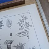 Printed in 1889, the nightshades (Solanaceae). Old botanical plate.