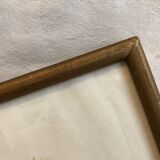 Framed Rosa "Rosa muscosa multiplex"
