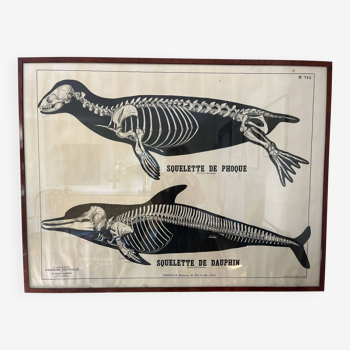 Deyrolle, affiche squelette phoque et dauphin