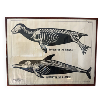 Deyrolle, affiche squelette phoque et dauphin