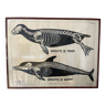 Deyrolle, poster skeleton seal and dolphin