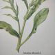 Botanical board -Garden Marigold- Pastel illustration of medicinal plants and flowers