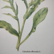 Botanical board -Garden Marigold- Pastel illustration of medicinal plants and flowers