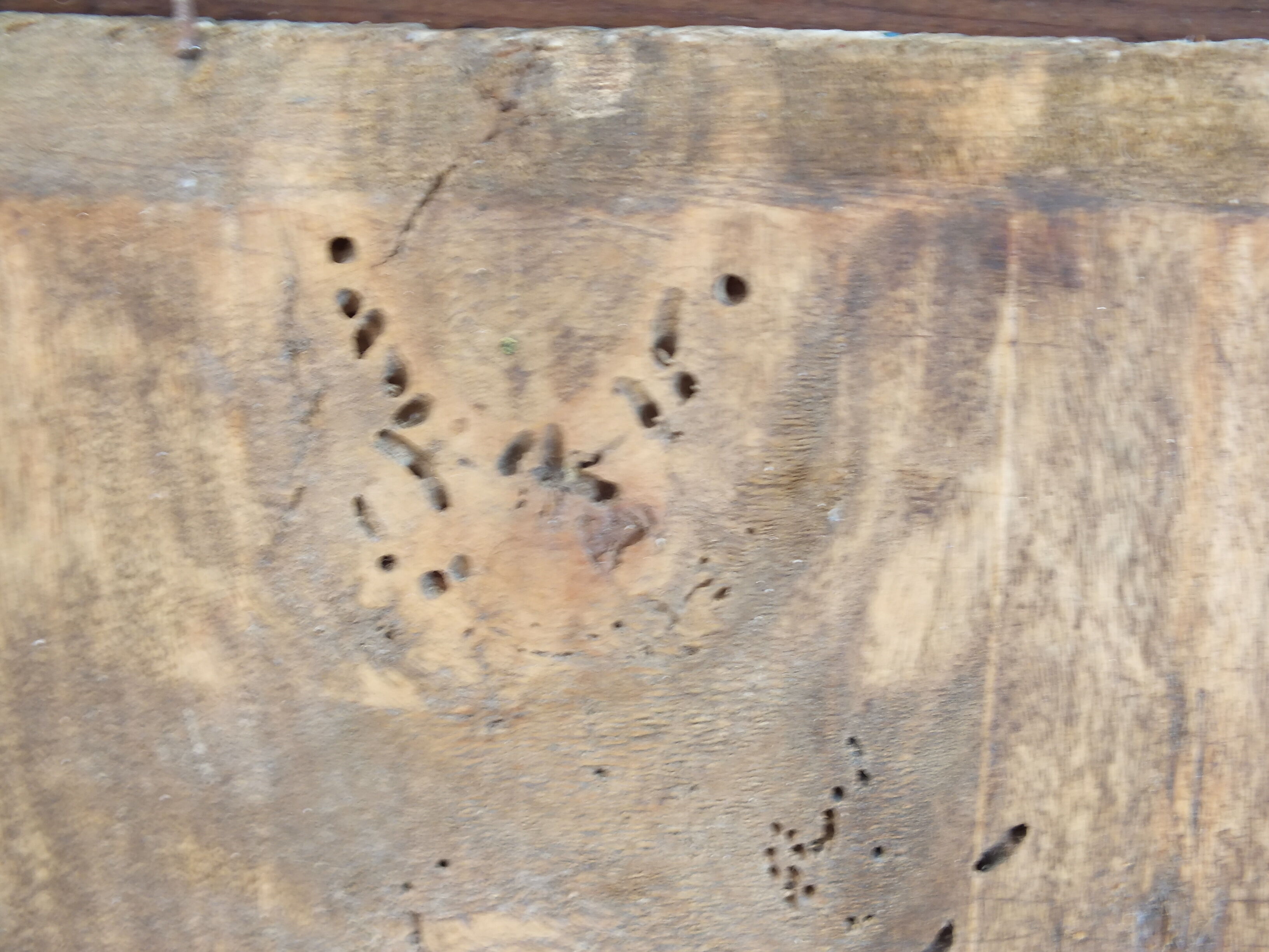 Painting on old panel framed and signed, cow and farmer