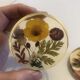 Lot 6 under glass botanical inclusion in resin genuine vintage flowers