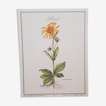 Planche botanique Arnica