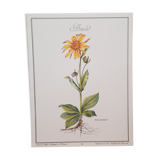 Planche botanique Arnica