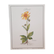 Planche botanique Arnica