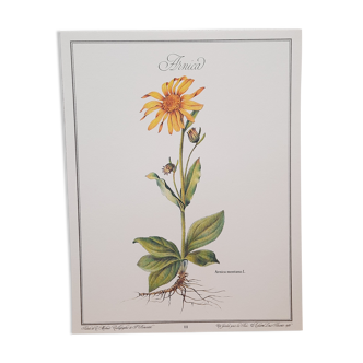 Planche botanique Arnica
