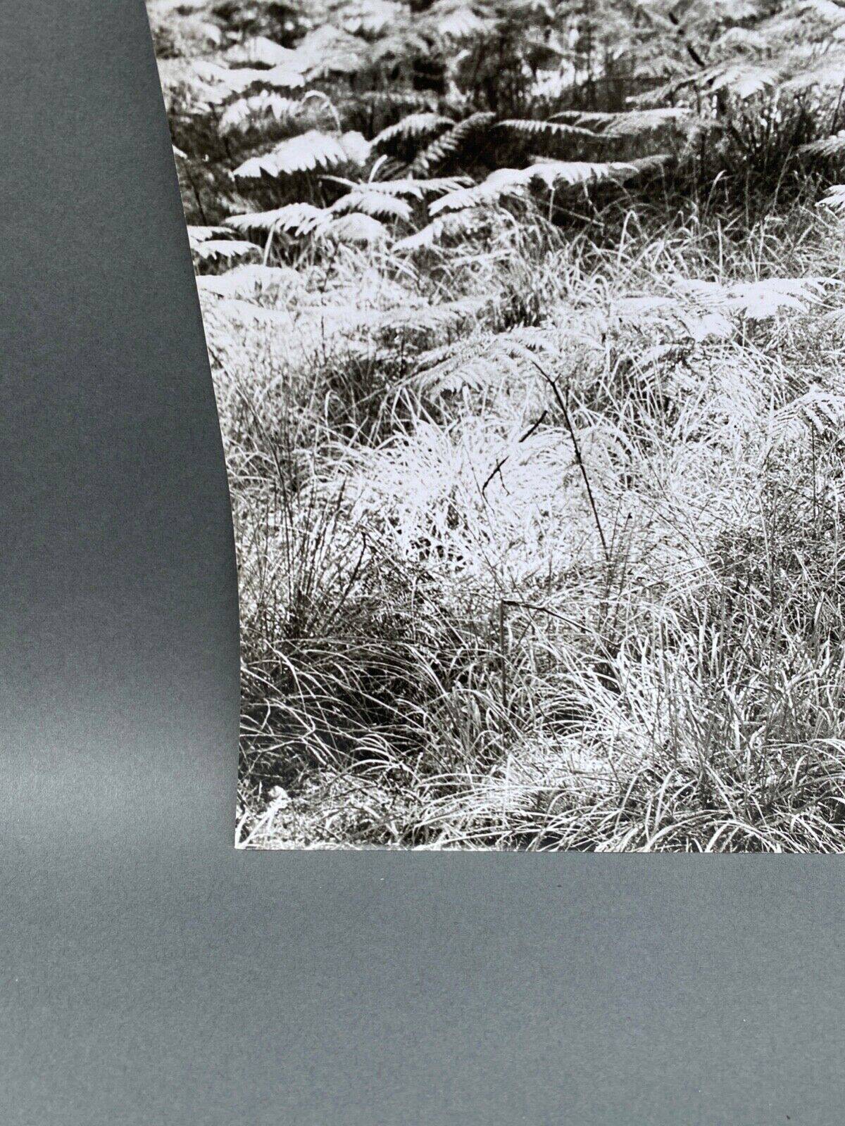 Film photography Bernard Darot Parterre of ferns 20th century