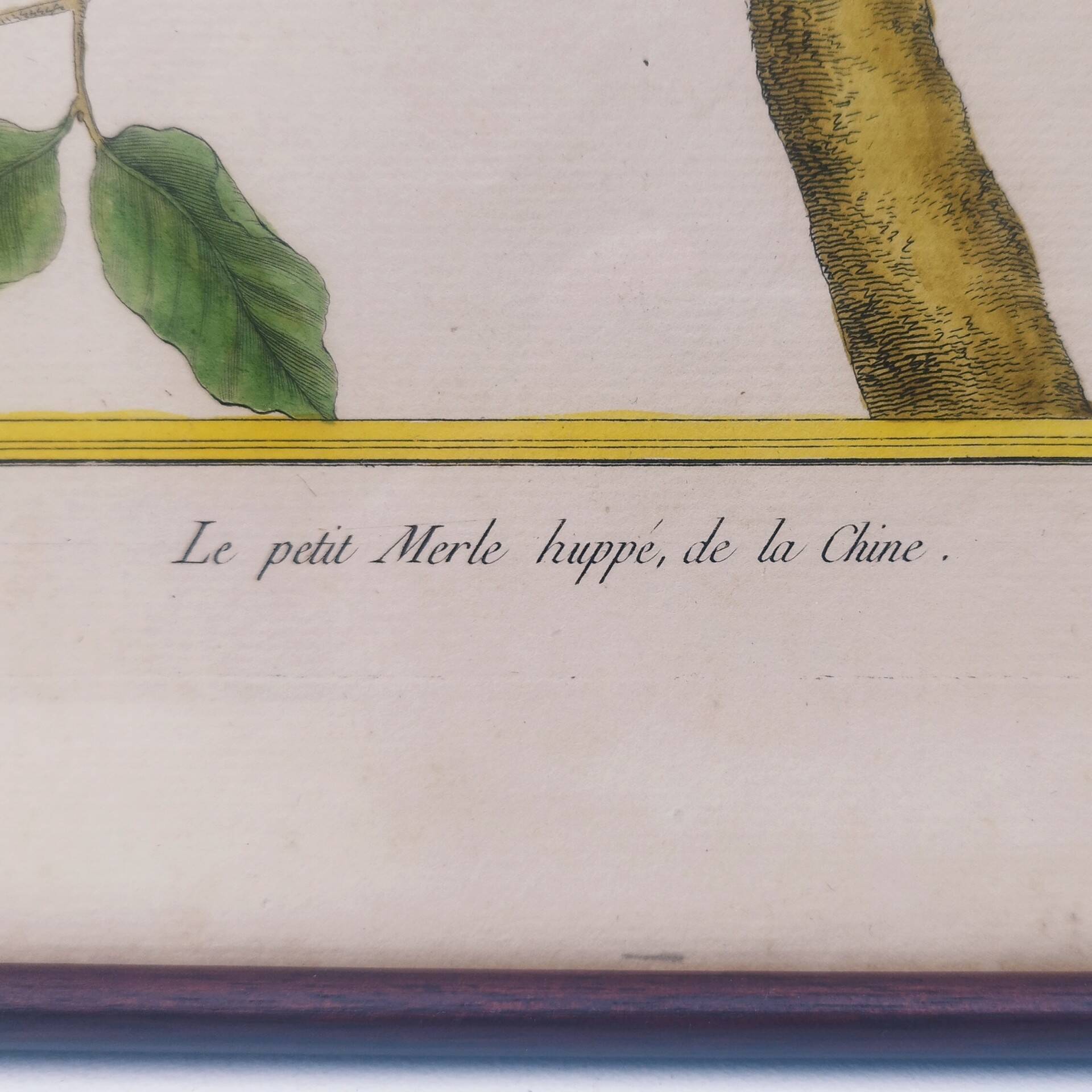 Engraving painting crested blackbird bird 18th century, F. Martinet