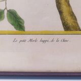Gravure tableau merle huppé  oiseau  XVIII ème, F. Martinet