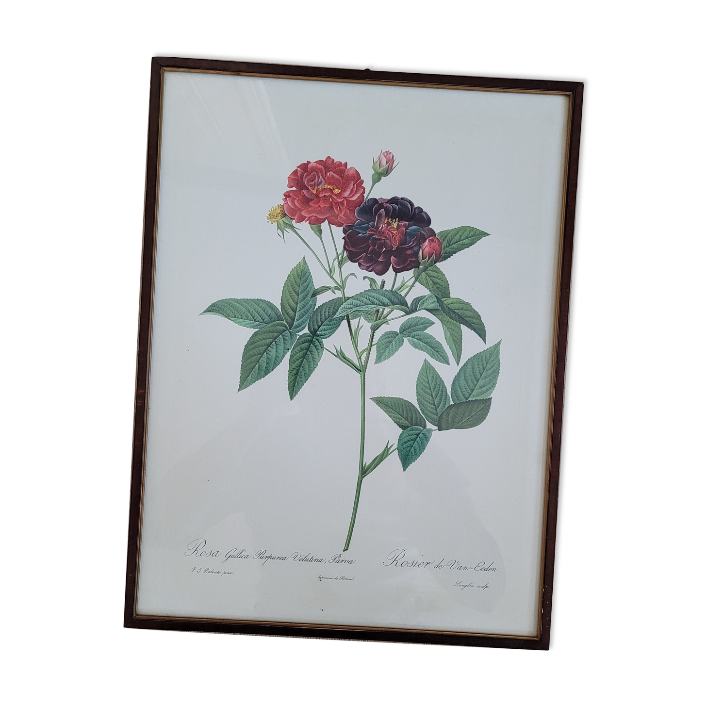 Lithograph frame rose Van Eeden