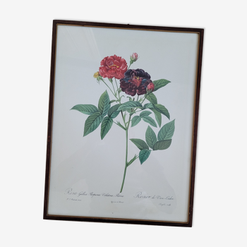 Lithographie cadre rosier Van Eeden