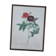 Lithograph frame rose Van Eeden