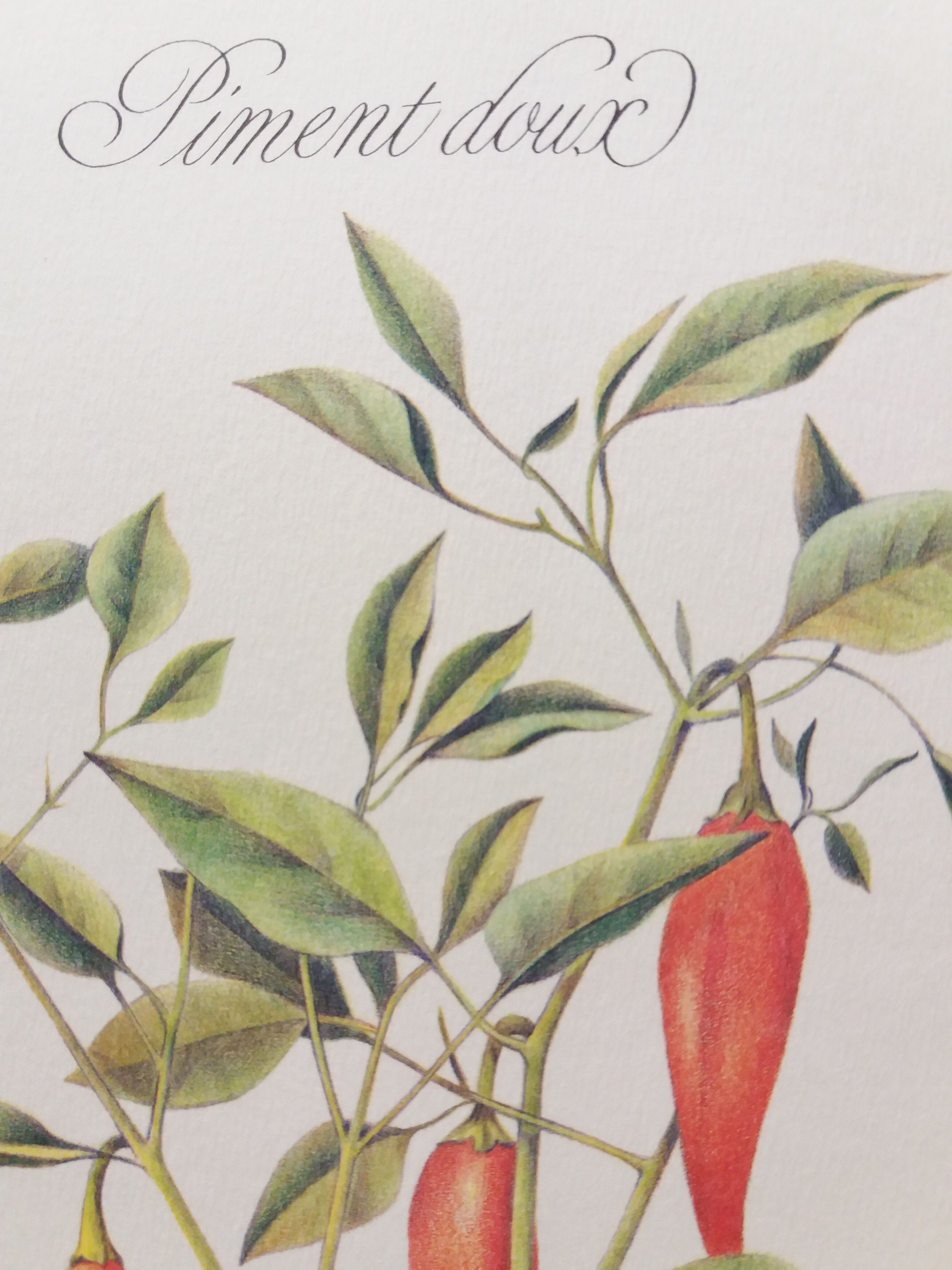 Sweet Pepper Botanical Plank