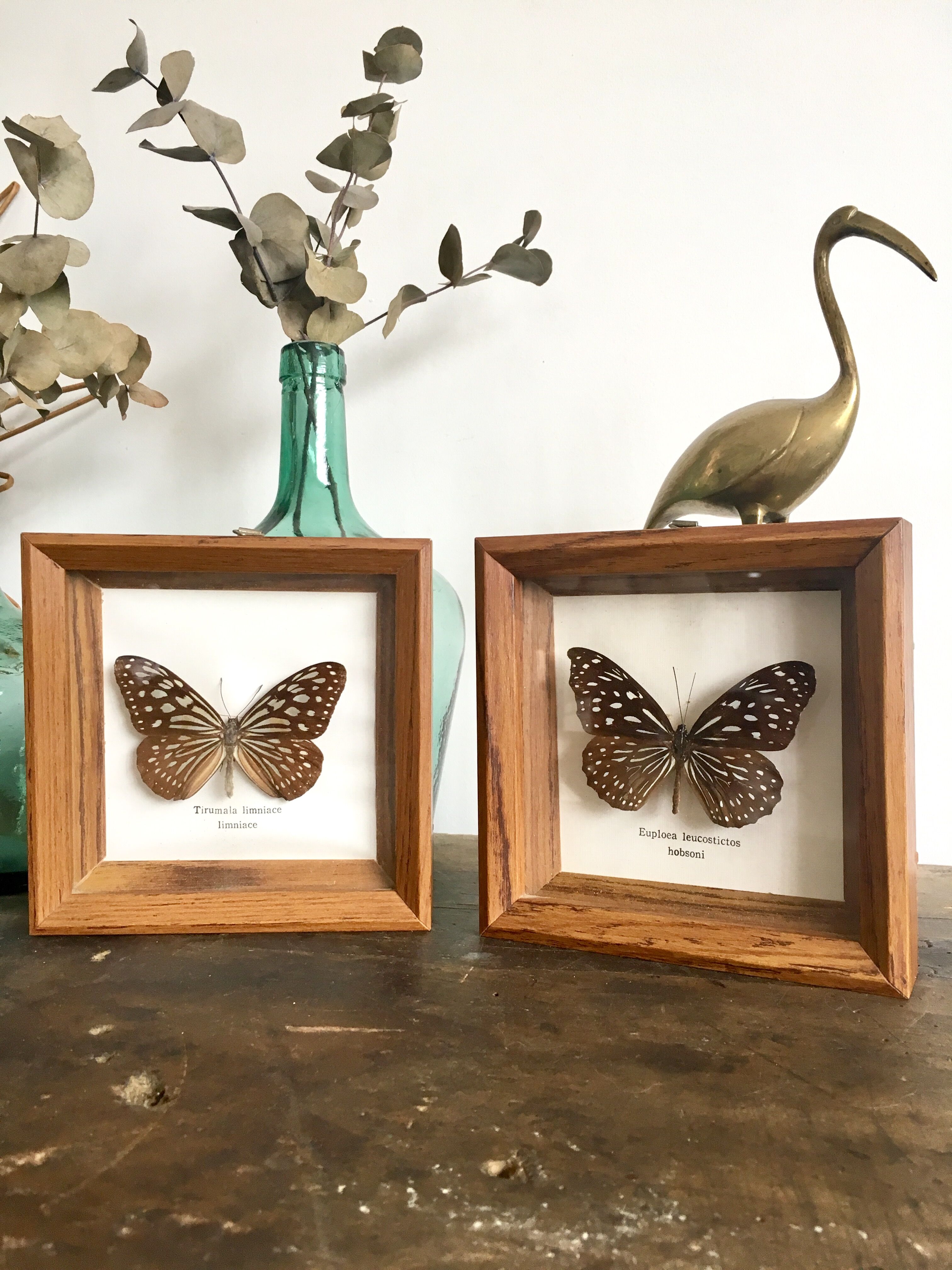 Lot of 2 frames naturalized butterflies
