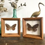 Lot of 2 frames naturalized butterflies