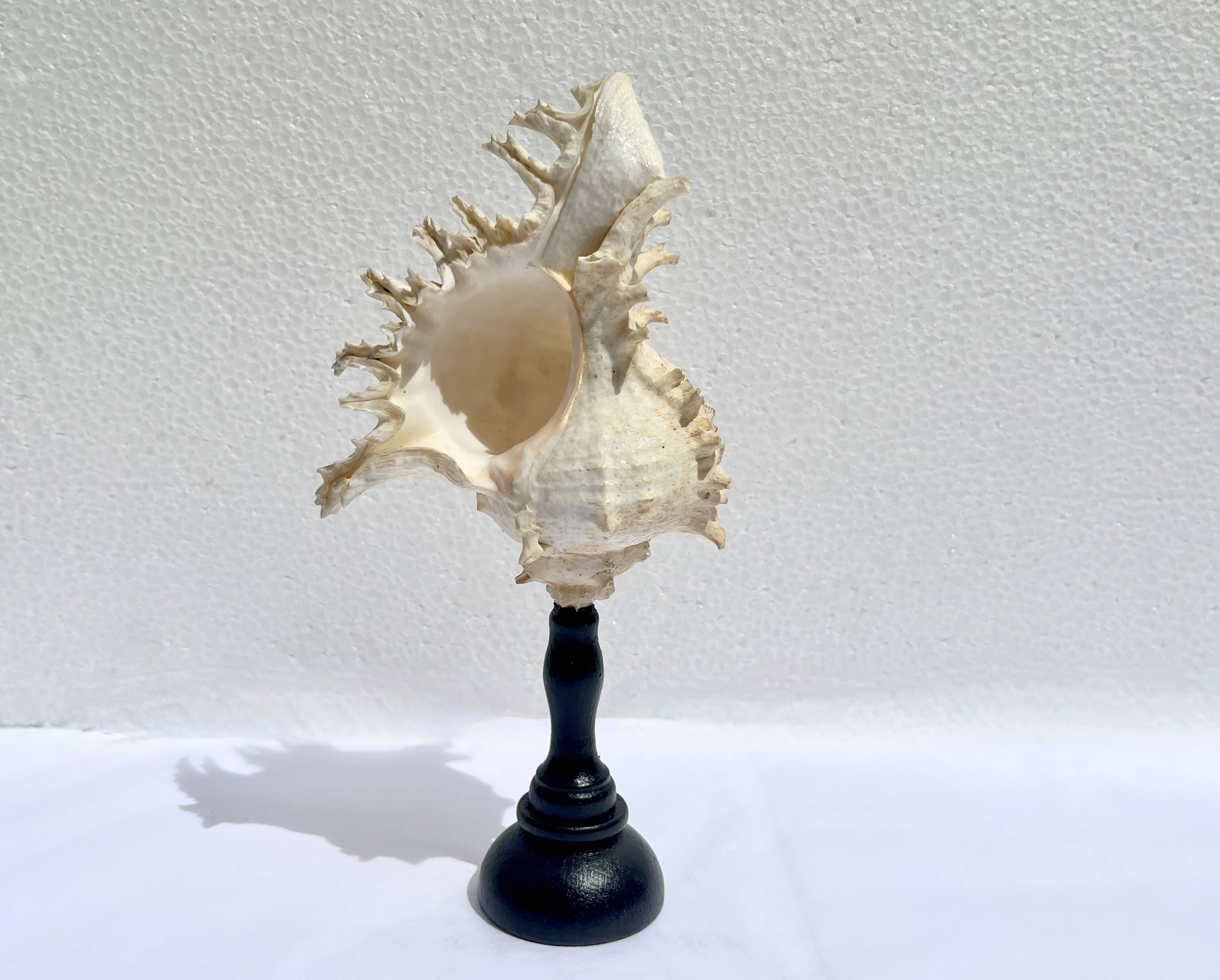 Old Murex Ramosus shell on turned wooden base Napoleon III 19th century cabinet of curiosities