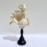 Old Murex Ramosus shell on turned wooden base Napoleon III 19th century cabinet of curiosities