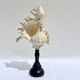 Old Murex Ramosus shell on turned wooden base Napoleon III 19th century cabinet of curiosities