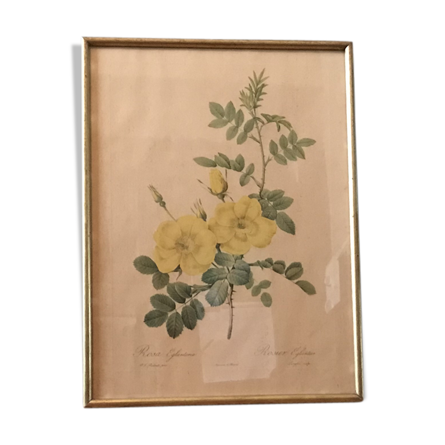 Lithographies Pierre Joseph Redouté