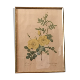 Lithographies Pierre Joseph Redouté