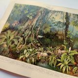 Engraving from 1909 - Tropical forest - Old German plate - Chromolithograph