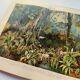 Engraving from 1909 - Tropical forest - Old German plate - Chromolithograph