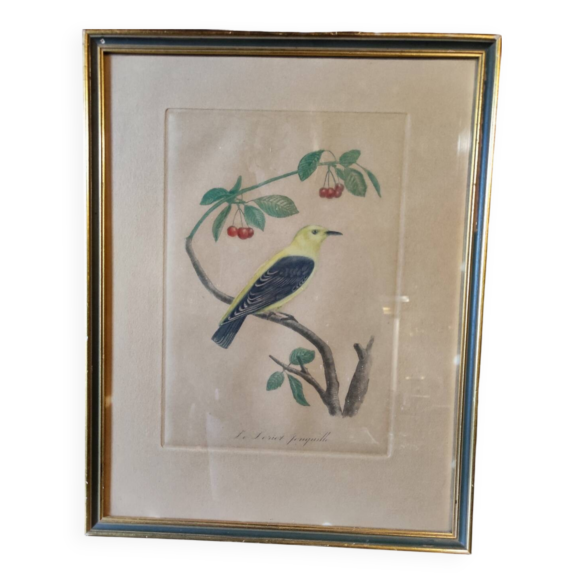 Colorized engraving, Loriot Jonquille, 19th century