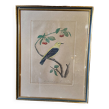 Gravure colorisée, Loriot Jonquille, 19e