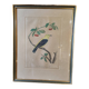 Gravure colorisée, Loriot Jonquille, 19e