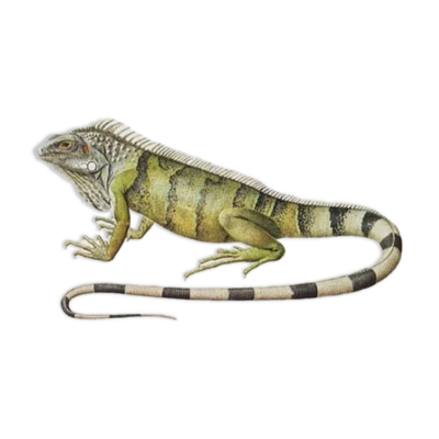 Planches de bestiaire du muséum d'histoire naturelle L'iguane