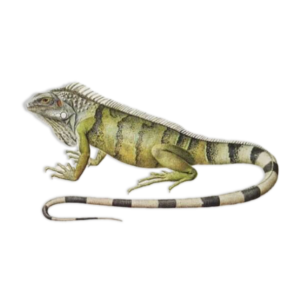 Planches de bestiaire du muséum d'histoire naturelle L'iguane — Beyit