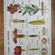 vintage school poster MDI the reuncrate / cruciferous