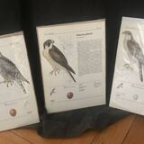 Raptor illustrations